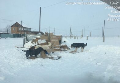 В Якутске отловили еще 50 собак