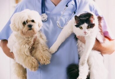 В Якутске пройдет бесплатная вакцинация домашних животных