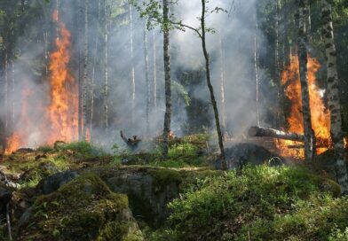 Об ответственности — уголовной и административной — за нарушение правил пожарной безопасности в лесу
