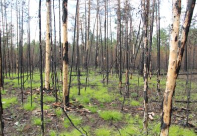 В Якутии завершается проект АЛРОСА по исследованию пожаров