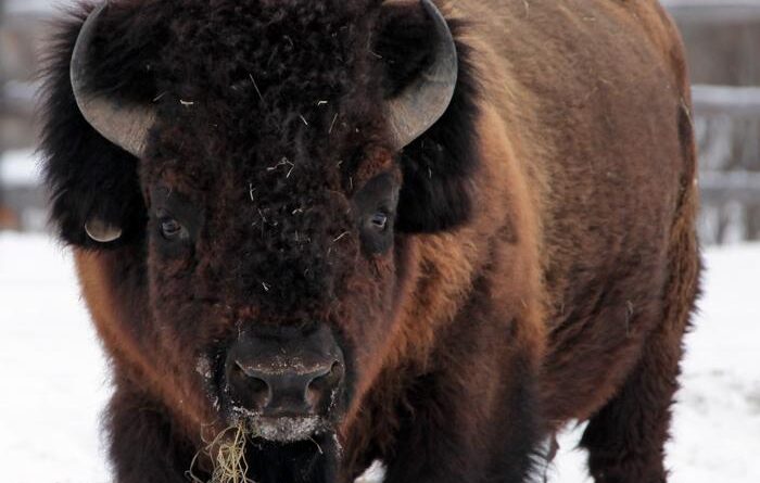 АЛРОСА поддержит питомники лесных бизонов Якутии